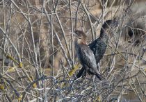 Баклан малый Phalacrocorax pygmeus azer2017
Filename=8Z2A0707.jpg
Filesize=417KB
Dimensions=900x633
Date added=Mar 04, 2017 8Z2A0707.jpg
