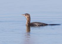 Баклан малый Phalacrocorax pygmeus azer2017
Filename=8Z2A1061.jpg
Filesize=160KB
Dimensions=900x635
Date added=Mar 04, 2017 8Z2A1061.jpg