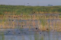Баклан малый Phalacrocorax pygmeus armenia2013
Filename=IMG_1369.jpg
Filesize=346KB
Dimensions=900x600
Date added=Aug 27, 2013 IMG_1369.jpg