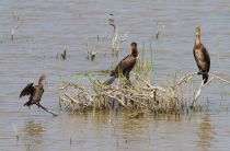 Баклан малый Phalacrocorax pygmeus dagestan
Слева малый, справа два больШих
Filename=IMG_9386.jpg
Filesize=297KB
Dimensions=900x593
Date added=Aug 09, 2011 IMG_9386.jpg