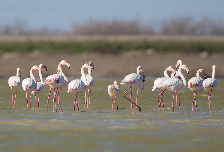 Розовый фламинго (Phoenicopterus roseus) 
Keywords: Розовый фламинго Phoenicopterus roseus) azer2017