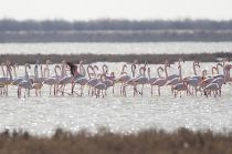 Розовый фламинго Phoenicopterus roseus) azer2017 best
Filename=8Z2A0740.jpg
Filesize=236KB
Dimensions=900x599
Date added=Mar 05, 2017 8Z2A0740.jpg