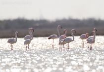 Розовый фламинго Phoenicopterus roseus) azer2017
Filename=8Z2A0766.jpg
Filesize=200KB
Dimensions=900x626
Date added=Mar 05, 2017 8Z2A0766.jpg