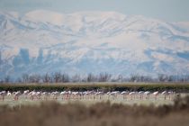 Розовый фламинго Phoenicopterus roseus) azer2017
Filename=8Z2A0782.jpg
Filesize=57KB
Dimensions=900x600
Date added=Mar 05, 2017 8Z2A0782.jpg