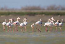 Розовый фламинго Phoenicopterus roseus) azer2017
Filename=8Z2A0813.jpg
Filesize=164KB
Dimensions=900x611
Date added=Mar 05, 2017 8Z2A0813.jpg
