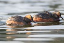 Поганка красношейная Podiceps auritus
Filename=8Z2A6572.jpg
Filesize=170KB
Dimensions=900x600
Date added=Jun 14, 2018 8Z2A6572.jpg