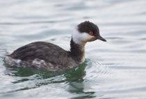 Поганка красноШейная Podiceps auritus sochi2018
Filename=8Z2A6592.jpg
Filesize=154KB
Dimensions=900x614
Date added=Jan 21, 2018 8Z2A6592.jpg