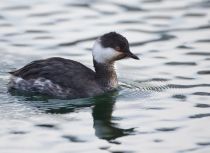 Поганка красноШейная Podiceps auritus sochi2018
Filename=8Z2A6609.jpg
Filesize=185KB
Dimensions=900x656
Date added=Jan 21, 2018 8Z2A6609.jpg