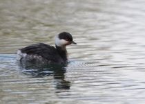 Поганка красноШейная Podiceps auritus sochi2018
Filename=8Z2A6764.jpg
Filesize=180KB
Dimensions=900x644
Date added=Jan 21, 2018 8Z2A6764.jpg