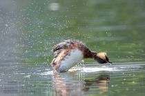 Поганка красношейная Podiceps auritus
Filename=8Z2A6861.jpg
Filesize=210KB
Dimensions=900x597
Date added=Jun 14, 2018 8Z2A6861.jpg