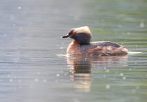 Поганка красношейная Podiceps auritus
Filename=8Z2A6870.jpg
Filesize=166KB
Dimensions=900x628
Date added=Jun 14, 2018 8Z2A6870.jpg