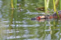 Поганка красношейная Podiceps auritus
Filename=8Z2A7053.jpg
Filesize=206KB
Dimensions=900x604
Date added=Jun 14, 2018 8Z2A7053.jpg
