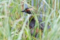 Поганка красношейная Podiceps auritus
Filename=8Z2A7096.jpg
Filesize=195KB
Dimensions=900x600
Date added=Jun 14, 2018 8Z2A7096.jpg