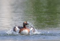 Поганка красношейная Podiceps auritus
Filename=8Z2A7148.jpg
Filesize=279KB
Dimensions=900x613
Date added=Jun 14, 2018 8Z2A7148.jpg