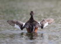 Поганка красношейная Podiceps auritus
Filename=8Z2A7171.jpg
Filesize=191KB
Dimensions=900x651
Date added=Jun 14, 2018 8Z2A7171.jpg