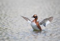 Поганка красношейная Podiceps auritus
Filename=8Z2A7191.jpg
Filesize=144KB
Dimensions=900x611
Date added=Jun 14, 2018 8Z2A7191.jpg