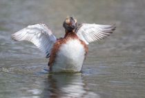 Поганка красношейная Podiceps auritus
Filename=8Z2A7224.jpg
Filesize=181KB
Dimensions=900x612
Date added=Jun 14, 2018 8Z2A7224.jpg