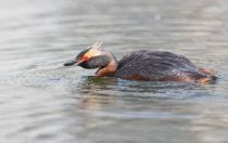 Поганка красношейная Podiceps auritus
Filename=8Z2A7249.jpg
Filesize=150KB
Dimensions=900x569
Date added=Jun 14, 2018 8Z2A7249.jpg