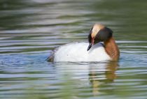 Поганка красношейная Podiceps auritus
Filename=8Z2A7281.jpg
Filesize=196KB
Dimensions=900x612
Date added=Jun 14, 2018 8Z2A7281.jpg