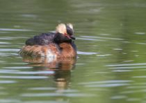 Поганка красношейная Podiceps auritus
Filename=8Z2A7283.jpg
Filesize=188KB
Dimensions=900x639
Date added=Jun 14, 2018 8Z2A7283.jpg