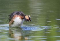Поганка красношейная Podiceps auritus
Filename=8Z2A7286.jpg
Filesize=198KB
Dimensions=900x613
Date added=Jun 14, 2018 8Z2A7286.jpg