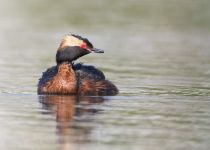 Поганка красношейная Podiceps auritus
Filename=8Z2A7372.jpg
Filesize=155KB
Dimensions=900x643
Date added=Jun 14, 2018 8Z2A7372.jpg