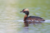 Поганка красношейная Podiceps auritus
Filename=8Z2A7406.jpg
Filesize=146KB
Dimensions=900x594
Date added=Jun 14, 2018 8Z2A7406.jpg