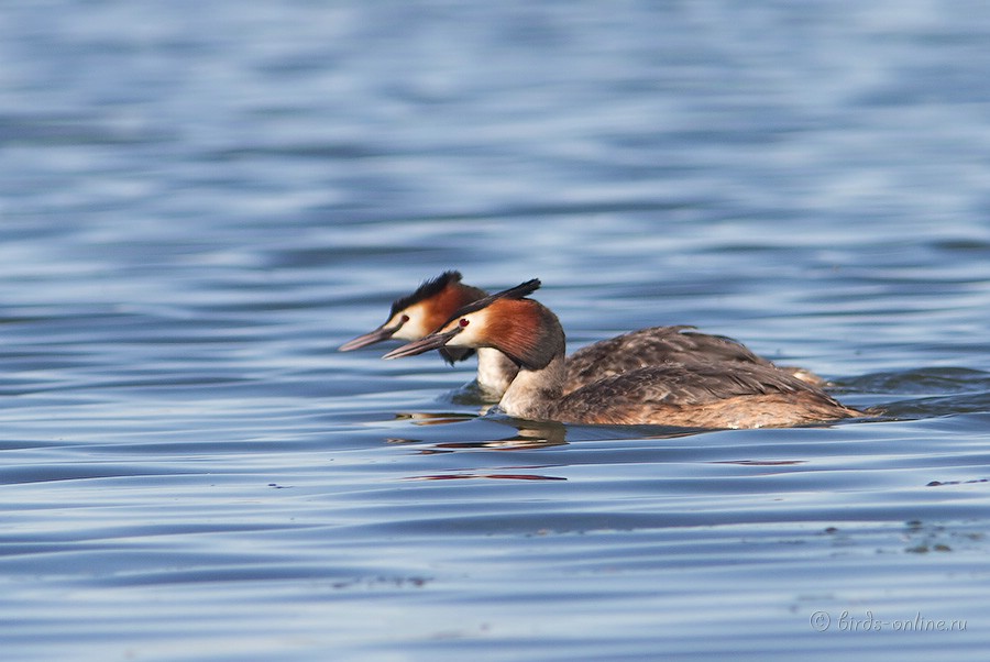 Чомга (Podiceps cristatus)
Keywords: Чомга Podiceps cristatus kz2010