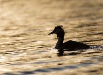 Чомга Podiceps cristatus
Filename=8Z2A2119.jpg
Filesize=201KB
Dimensions=900x656
Date added=Apr 17, 2017 8Z2A2119.jpg