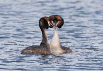 Чомга Podiceps cristatus best
Filename=8Z2A2583.jpg
Filesize=264KB
Dimensions=900x629
Date added=Apr 23, 2017 8Z2A2583.jpg