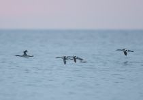 Чомга Podiceps cristatus sochi2020
Filename=8Z2A7520.jpg
Filesize=79KB
Dimensions=900x627
Date added=Jan 11, 2020 8Z2A7520.jpg