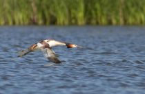 Чомга Podiceps cristatus kz2010
Filename=IMG_4808.jpg
Filesize=106KB
Dimensions=900x590
Date added=May 31, 2010 IMG_4808.jpg