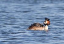 Чомга Podiceps cristatus kz2010
Filename=IMG_5325.jpg
Filesize=119KB
Dimensions=900x624
Date added=May 31, 2010 IMG_5325.jpg
