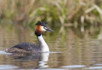 Чомга Podiceps cristatus
Filename=IMG_6456.jpg
Filesize=221KB
Dimensions=900x625
Date added=Apr 18, 2015 IMG_6456.jpg