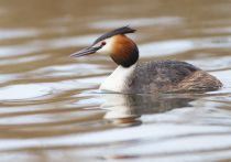 Чомга Podiceps cristatus
Filename=IMG_6478.jpg
Filesize=208KB
Dimensions=900x633
Date added=Apr 18, 2015 IMG_6478.jpg