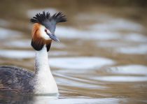 Чомга Podiceps cristatus
Filename=IMG_6492.jpg
Filesize=195KB
Dimensions=900x642
Date added=Apr 18, 2015 IMG_6492.jpg