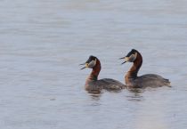 Серощёкая поганка Podiceps grisegena kalmykia2016
Filename=8Z2A6933.jpg
Filesize=173KB
Dimensions=900x623
Date added=May 09, 2016 8Z2A6933.jpg