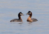 Серощёкая поганка Podiceps grisegena kalmykia2016
Filename=8Z2A6987.jpg
Filesize=175KB
Dimensions=900x623
Date added=May 09, 2016 8Z2A6987.jpg