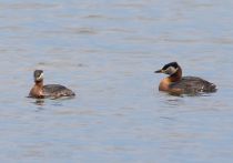 Серощёкая поганка Podiceps grisegena kalmykia2016
Filename=8Z2A7020.jpg
Filesize=178KB
Dimensions=900x631
Date added=May 09, 2016 8Z2A7020.jpg