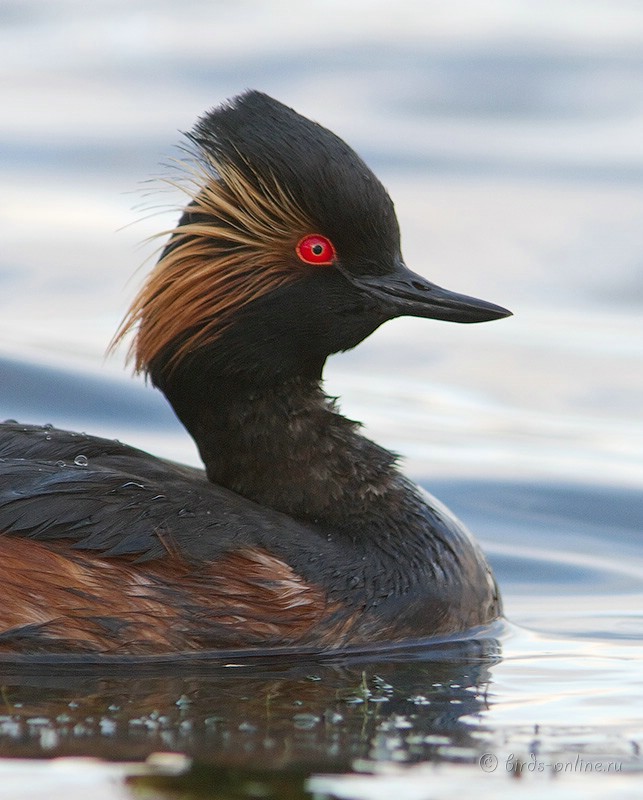 Поганка черноШейная (Podiceps nigricollis)
Keywords: Поганка черноШейная Podiceps nigricollis