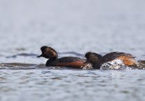 Поганка черноШейная Podiceps nigricollis
Filename=8Z2A0281.jpg
Filesize=152KB
Dimensions=900x629
Date added=Apr 28, 2019 8Z2A0281.jpg