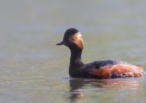 Поганка черноШейная Podiceps nigricollis
Filename=8Z2A0290.jpg
Filesize=171KB
Dimensions=900x638
Date added=Apr 28, 2019 8Z2A0290.jpg