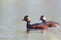 Поганка черноШейная Podiceps nigricollis
Filename=8Z2A0313.jpg
Filesize=133KB
Dimensions=900x588
Date added=Apr 28, 2019 8Z2A0313.jpg