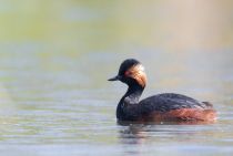 Поганка черноШейная Podiceps nigricollis
Filename=8Z2A0318.jpg
Filesize=128KB
Dimensions=900x606
Date added=Apr 28, 2019 8Z2A0318.jpg