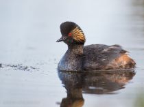 Поганка черноШейная Podiceps nigricollis losiny
Filename=8Z2A3153.jpg
Filesize=56KB
Dimensions=900x675
Date added=May 01, 2017 8Z2A3153.jpg