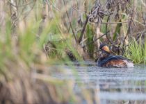 Поганка черноШейная Podiceps nigricollis losiny
Filename=8Z2A3236.jpg
Filesize=82KB
Dimensions=900x643
Date added=May 01, 2017 8Z2A3236.jpg