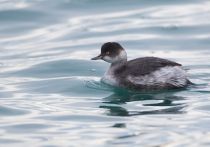 Поганка черноШейная Podiceps nigricollis sochi2018
Filename=8Z2A6494.jpg
Filesize=162KB
Dimensions=900x634
Date added=Jan 21, 2018 8Z2A6494.jpg
