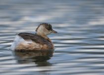 Поганка малая Podiceps ruficollis sochi2018
Filename=8Z2A6735.jpg
Filesize=167KB
Dimensions=900x649
Date added=Jan 21, 2018 8Z2A6735.jpg