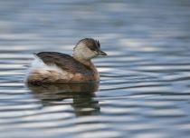 Поганка малая Podiceps ruficollis sochi2018
Filename=8Z2A6745.jpg
Filesize=170KB
Dimensions=900x654
Date added=Jan 21, 2018 8Z2A6745.jpg