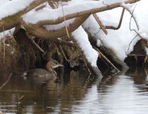 Поганка малая Podiceps ruficollis
Filename=IMG_2940.jpg
Filesize=300KB
Dimensions=900x697
Date added=Jan 28, 2015 IMG_2940.jpg